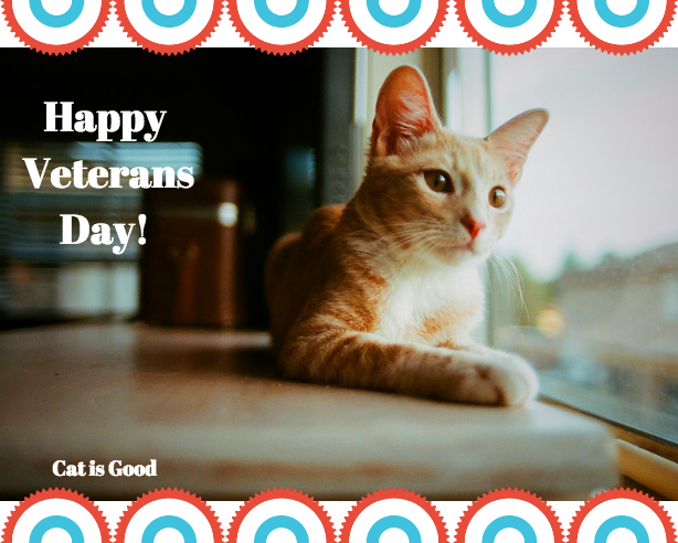 cat_is_good's tweet photo. A special thanks to all the Veterans out there! #VeteransDay #catisgood https://t.co/eo1bul1ct1