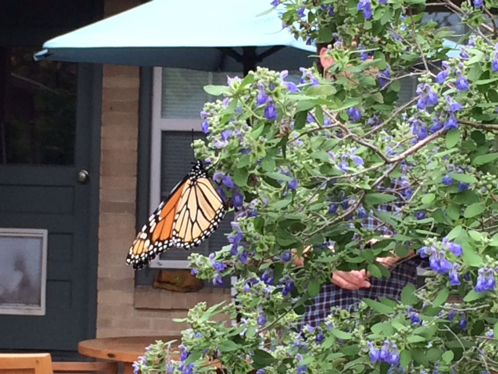 emlea's tweet image. A visitor in my backyard