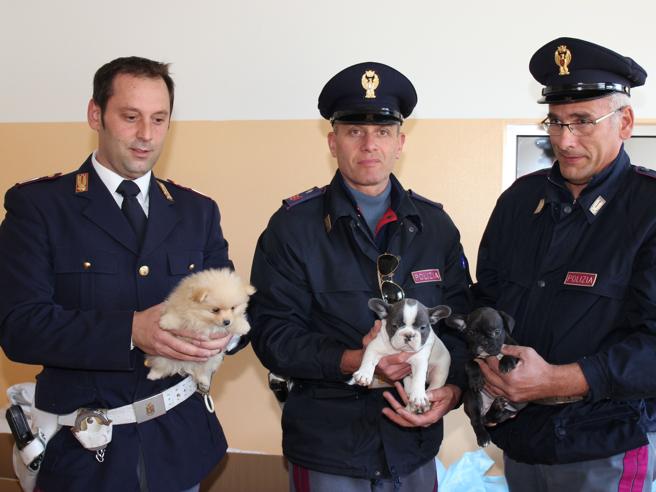 Corriere's tweet photo. La Polizia salva  49 cagnolini dalla tratta   di animali dall’estero https://t.co/xrgtSkowiO https://t.co/kFVg8D9yHx
