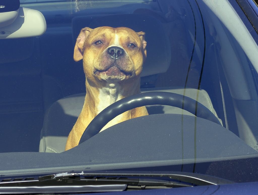 CopperLogic's tweet photo. What's wrong with this picture?... That's right, no seatbelt. #safetyfirst https://t.co/GIS0aM88zO
