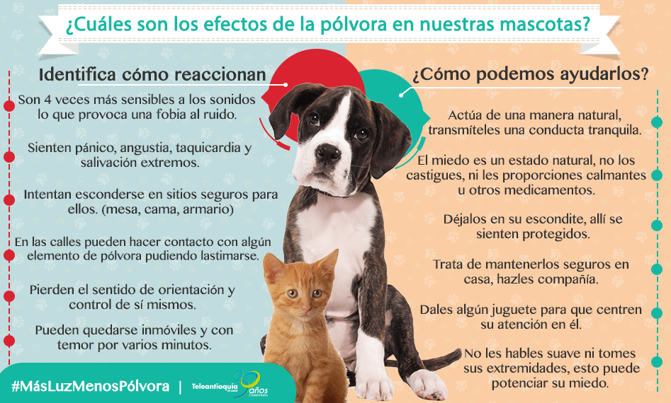Teleantioquia's tweet photo. Nuestras mascotas nos necesitan. Reaccionemos y cuidémoslas en estas fiestas. #MásLuzMenosPólvora |@FundaAnimalSafe https://t.co/e5Gfg3edT3