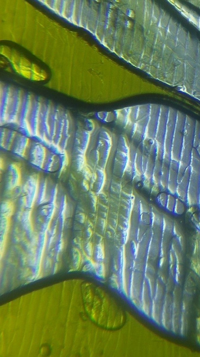 Smart phone turned microscope! #WWPRSD #sciencerules