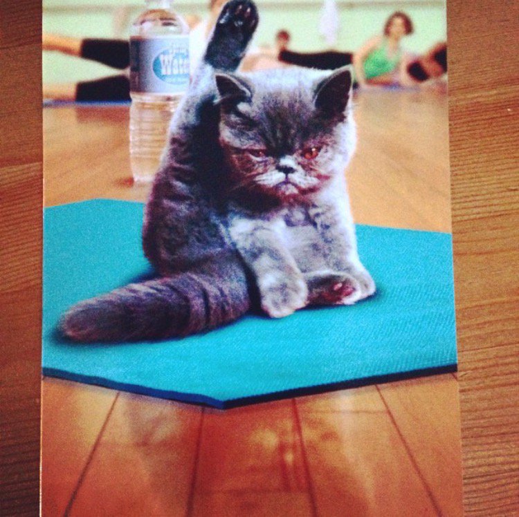 WestwoodPilates's tweet image. Start off the day with the most purrfect Pilates exercise! #pilates #catpilates