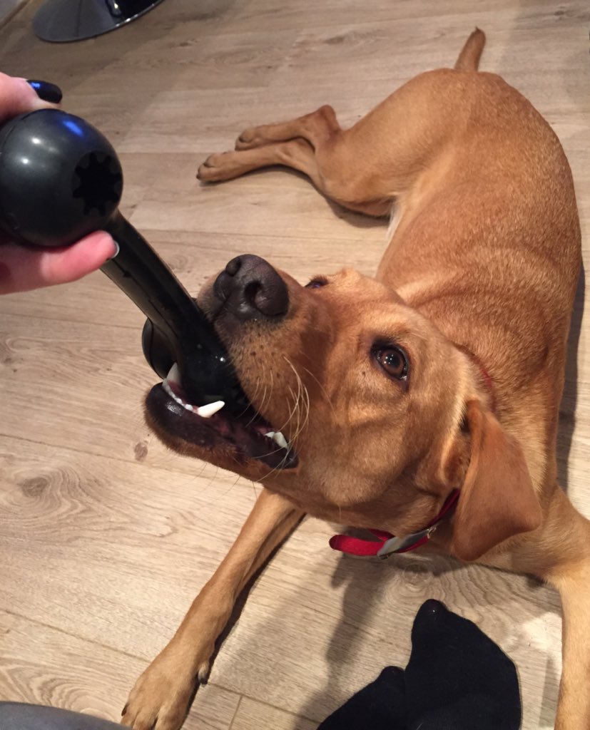 lottiethelab's tweet photo. I'm taking it easy this #woofwoofwednesday - but I'm still not letting mum win tug of war 🐶😊 https://t.co/f1cKCvxMZT
