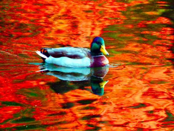 masslivenews's tweet photo. Reflections of Autumn in our #fall photo contest. #fallfoliage #MAFall https://t.co/fpIdmI29C1 https://t.co/Jmo6MzwEAA
