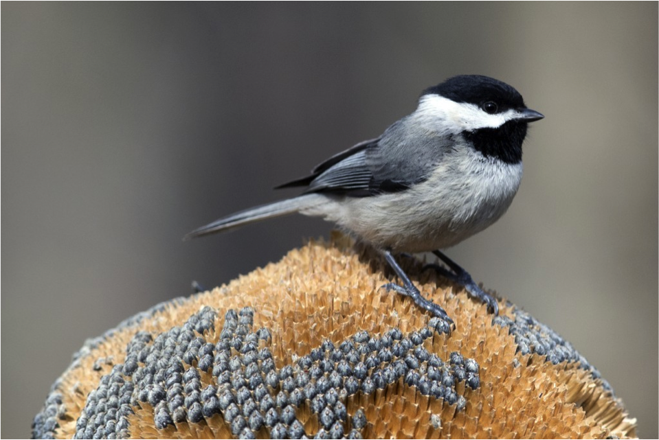 PenningtonBirds's tweet photo. "My little chickadee" is a term of endearment. The phrase was so popular it was the title of a movie in the 1940s! https://t.co/UzZapFXtKr