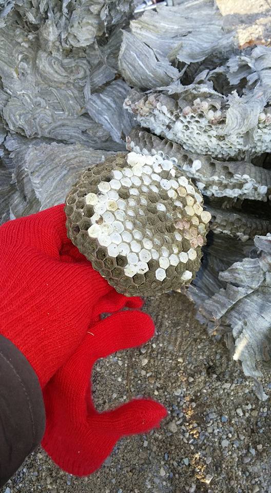 RoomOne2's tweet photo. making #structures with #naturalmaterials  #outdooreducaiton #mathconnections @wrdsb @NewDundeePublic https://t.co/h5VxkbfPx7