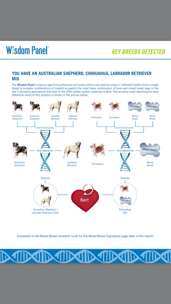 CoachBAllen's tweet photo. The Results Are Finally In For Berts Ancestry #WhatIExpected #WeirdDawg https://t.co/VOCpAy48cE