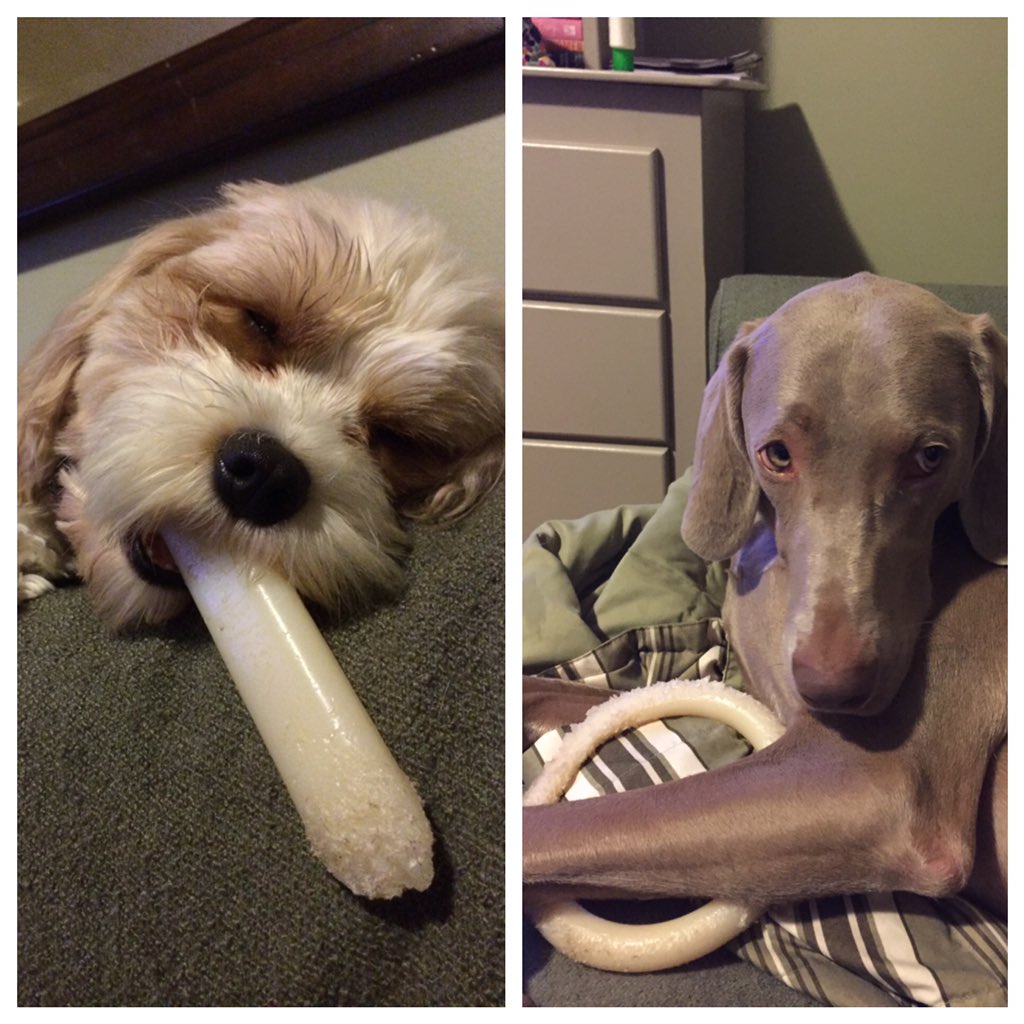 BecElizEb's tweet photo. Boys and their bones #myfavorites https://t.co/BycRQ8EUIJ