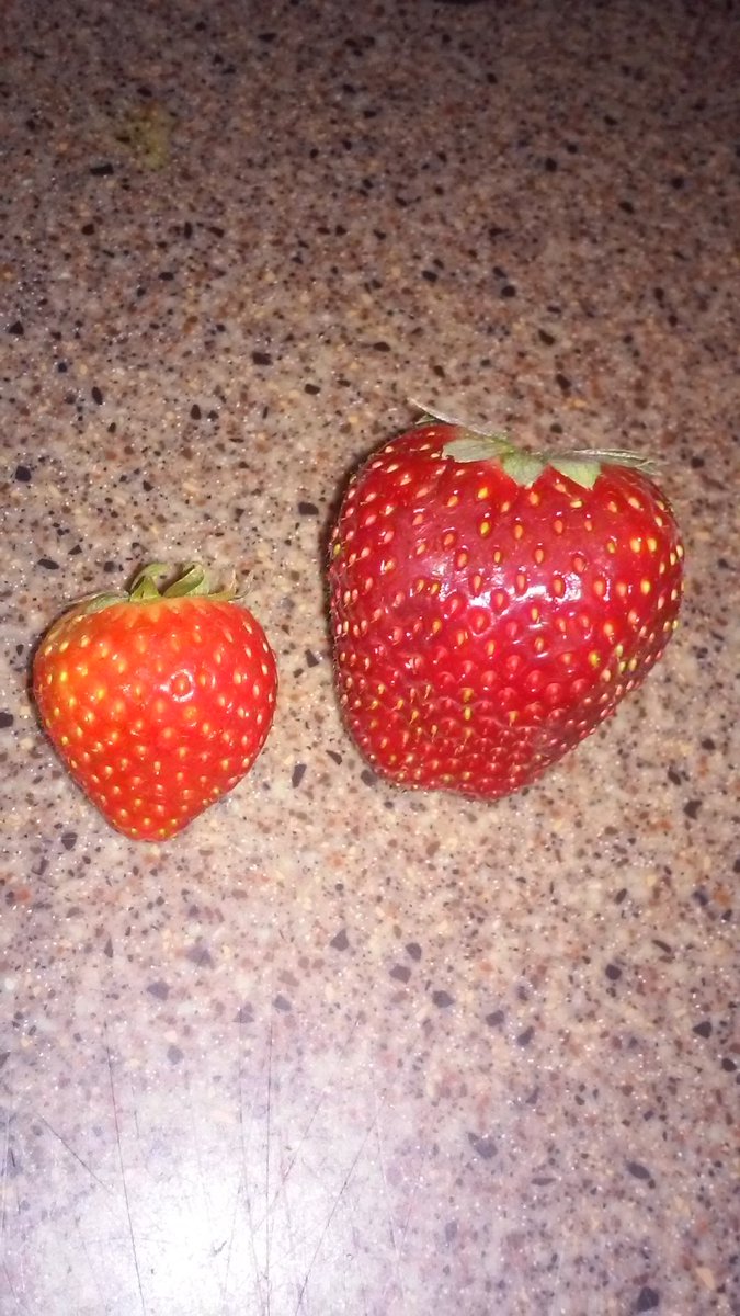 mikey_tweets's tweet photo. Baby and Daddy strawberry.LET'S EAT!😈😈😈😈😈 https://t.co/36e63SYuFe