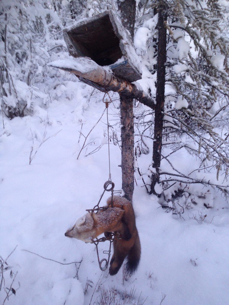 BigShowBrad's tweet photo. A pic of today's catch on the #trapline @ChristyCBC #marten #trappingislife #Northof60Boyz https://t.co/671PsvH1jr