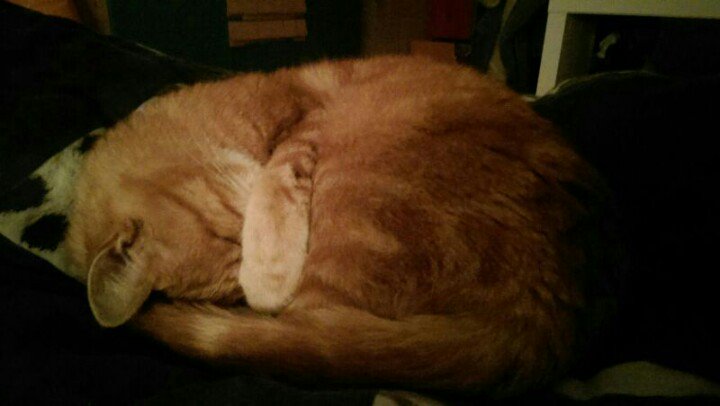 BeepLies's tweet image. #catprivilege