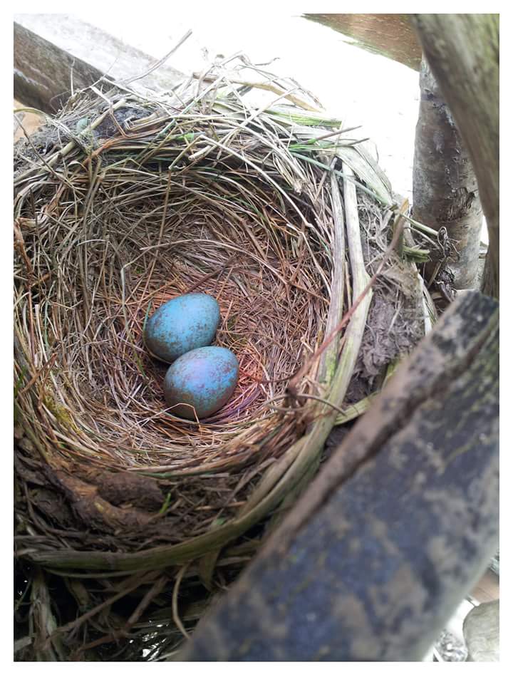 CassFanara's tweet photo. #ConnectedCollection
#Art #Photography #Love
#Duplicates #Blackbird #Eggs
Day 1 + Day 2. The beauty in #Nature https://t.co/B33OkzYmmn