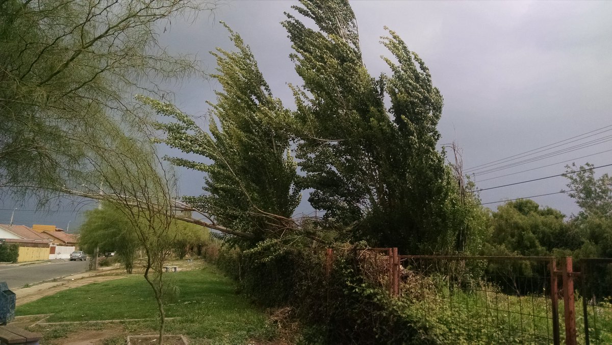 dixonoficial's tweet photo. SAN FELIPE Fuertes ráfagas de viento derriban un árbol en sector Villa El Carmen https://t.co/O3MKXGbwDg Vía @JPVenegasValdes
