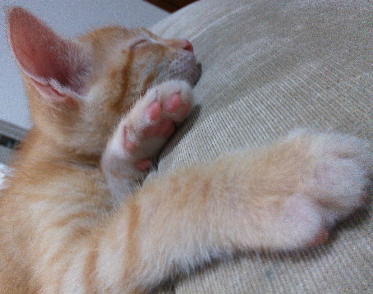 cat_boni's tweet photo. Miaaauuuu... vamos dormir @elperrobenny ... #simanda cara... miaaauuu!!!!!!! https://t.co/OdUkxPKiDV