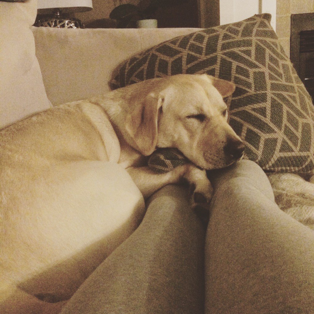April_Jackman's tweet image. My furry foot warmer. #dogswithjobs #princessCali