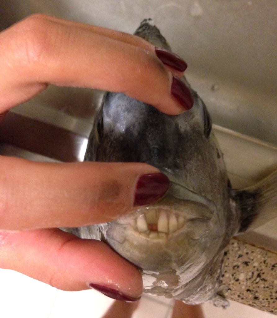 寺地円 シープスヘッドというお魚を釣り上げました この魚には歯が生えてるんです 魚には申し訳ないですが気持ち悪い じっくり見ると歯が欠けてると思って唇 を押し上げるとただ歯並びが悪いだけでした 笑 急にすきっ歯が愛おしくなりました
