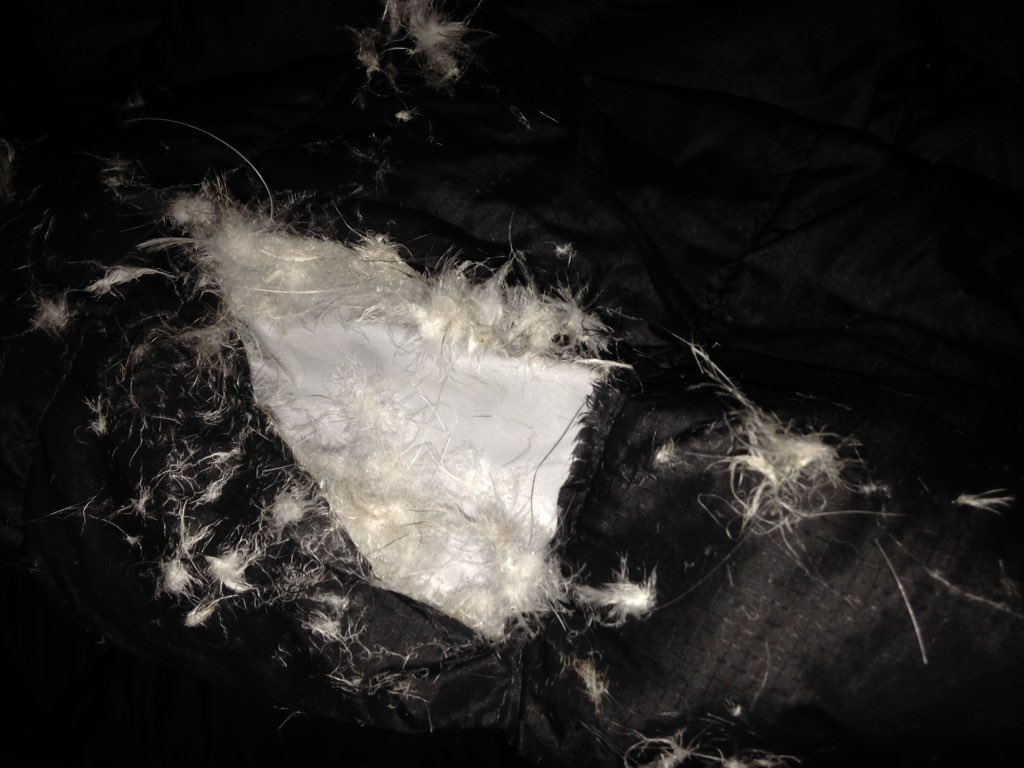Conall_Miller's tweet photo. Getting attacked by a Dog just is what you want #Dank #Chatshitgetbanged #RIPcoat https://t.co/KBtMU6PzHT