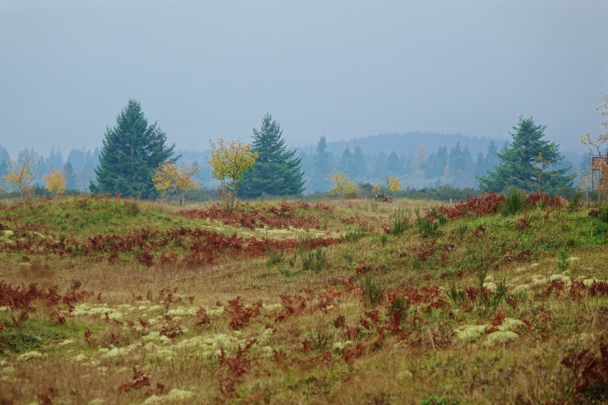 DanLewisNews's tweet photo. Mysterious #MimaMounds south of Olympia, WA. No one knows how they were created. Wander the #trails Enjoy the views! https://t.co/oyM53YvSDX