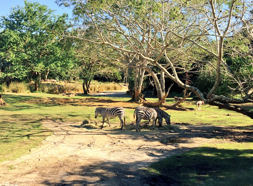 themeparkplace's tweet photo. "I like wild nature. It's just the wilderness instinct in me I guess." #WaltDisney 
(4 from Animal Kingdom today) https://t.co/bSYHvp55r8