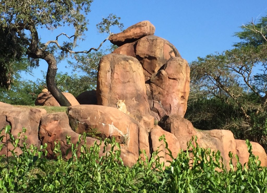 themeparkplace's tweet photo. "I like wild nature. It's just the wilderness instinct in me I guess." #WaltDisney 
(4 from Animal Kingdom today) https://t.co/bSYHvp55r8
