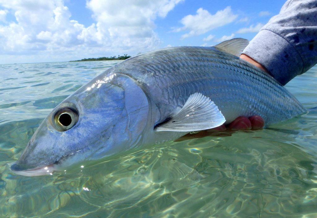 paulprocter's tweet photo. Today's hunting ground in #Mexico which produced several modest bonefish #mylifeoutdoors https://t.co/LYu3CUdO1O