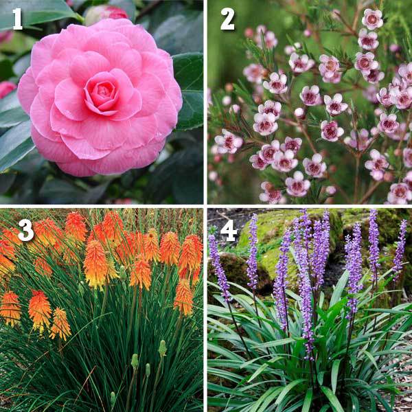 Winter Blooming Plants for San Diego northparknursery.com/2015/11/winter…