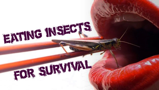 Prep_not_Fret's tweet photo. Good info from #BobRodgers' blog 'Prepper's Will'. #EdibleInsects that can save your life. 

https://t.co/JXhIBVMnnD https://t.co/iP2hlMsrpi