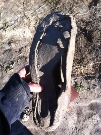 KinburnFarms's tweet image. We only garden in barefeet-This is our #rootboot for diggin up veggies.I think it is time to let her go.#byebye
