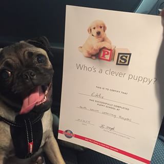 Joy_PhotoCam's tweet photo. I did it 😀 #graduation #puppypreschool #icansit #pug #puppie https://t.co/2zOWEjoTY0 https://t.co/qtwclc6YKO