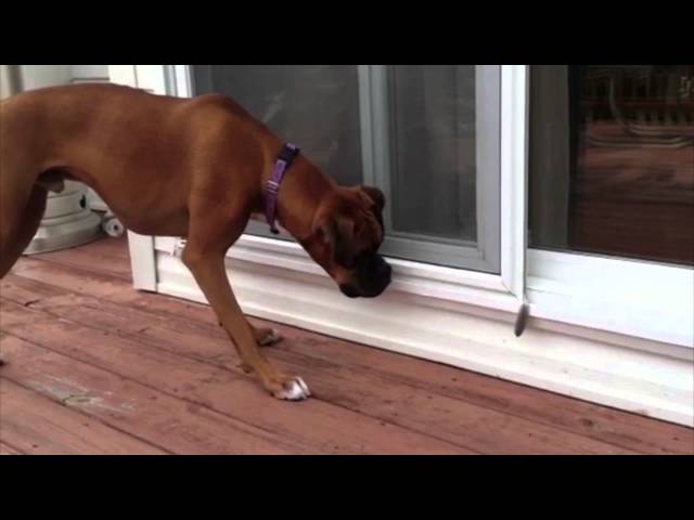 pet_heaven's tweet photo. Watch This Very Large Dog Confront His Greatest Fear https://t.co/70fT8FVrVc https://t.co/vnIb6odRUX