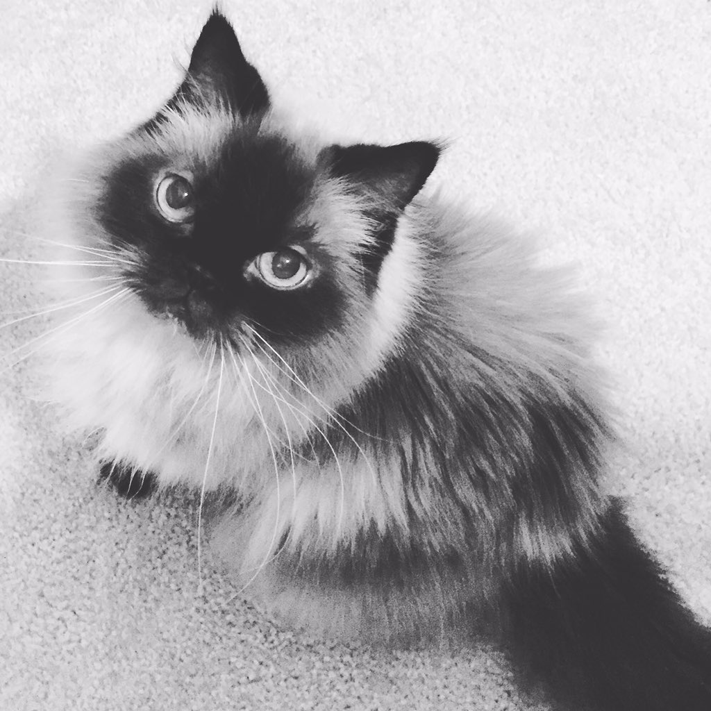 SmoreTheCat's tweet photo. 👑 https://t.co/Wtby0mMyhG