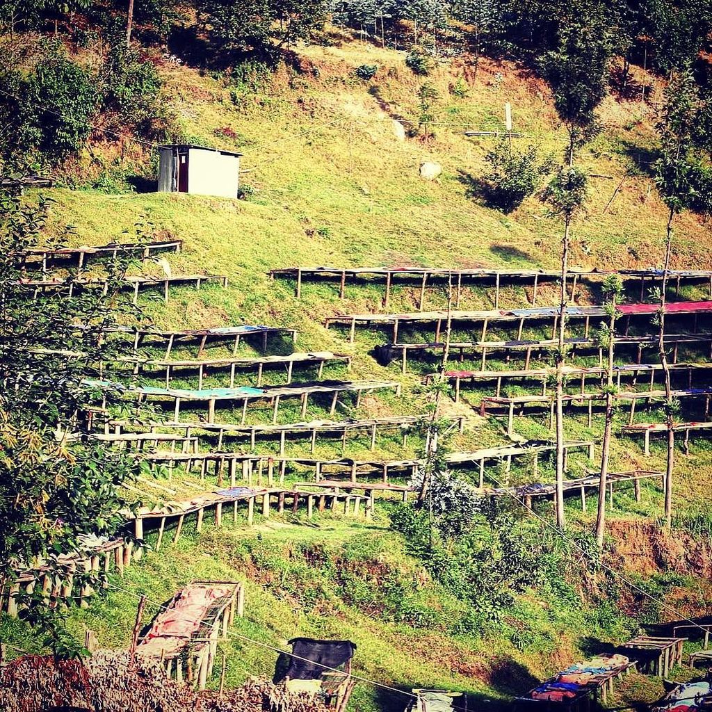 essenceofcoffee's tweet photo. 15% OFF NEW SINGLE ORIGIN
Rwanda, Kabirizi

Photo is of the drying beds on the hillside at… https://t.co/bpbKedO6Y4 https://t.co/1PfM476fqU