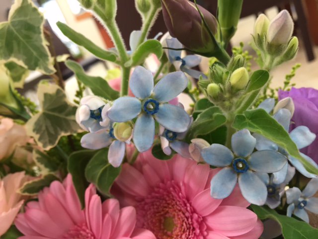 レピロム 今週のお花です トルコキキョウ なみだ ガーベラ Sバラ Sカーネーション ブルースター ソリダコ です 青い星のようなブルースターの花言葉は 幸福な愛 信じ合う心 とのこと そう思って見ると 余計に可愛く見えます