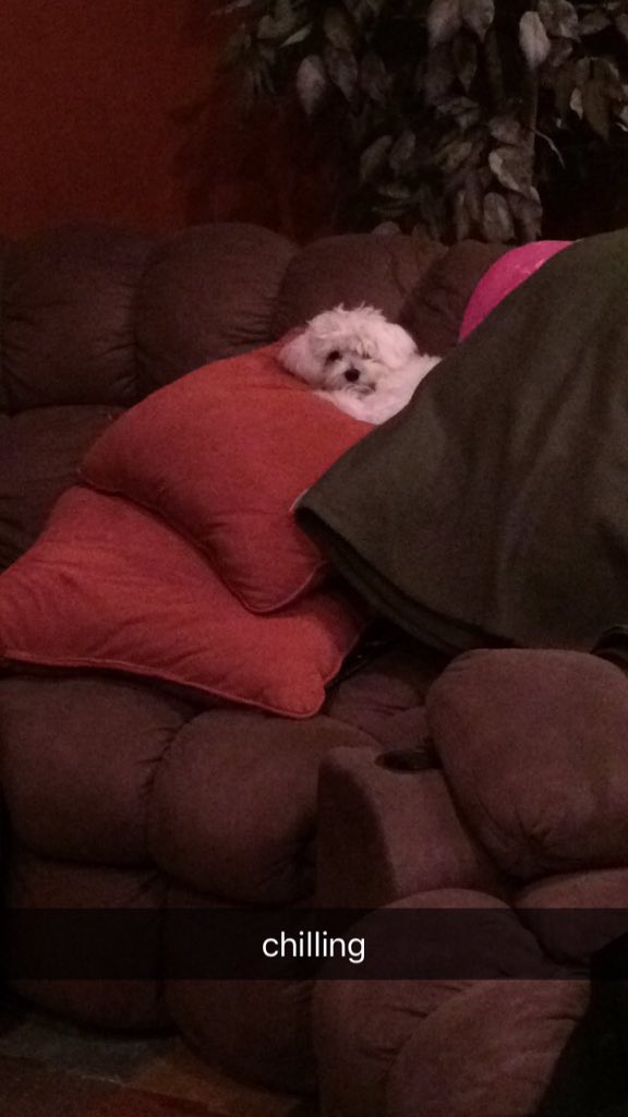 grasermofo's tweet photo. this dog... https://t.co/XMT091XMeX