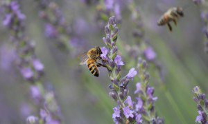 edibleradio's tweet photo. Lavender from Los Poblanos with Aimee Conlee https://t.co/wpkhG1MZxK https://t.co/4XiSgjVuDG