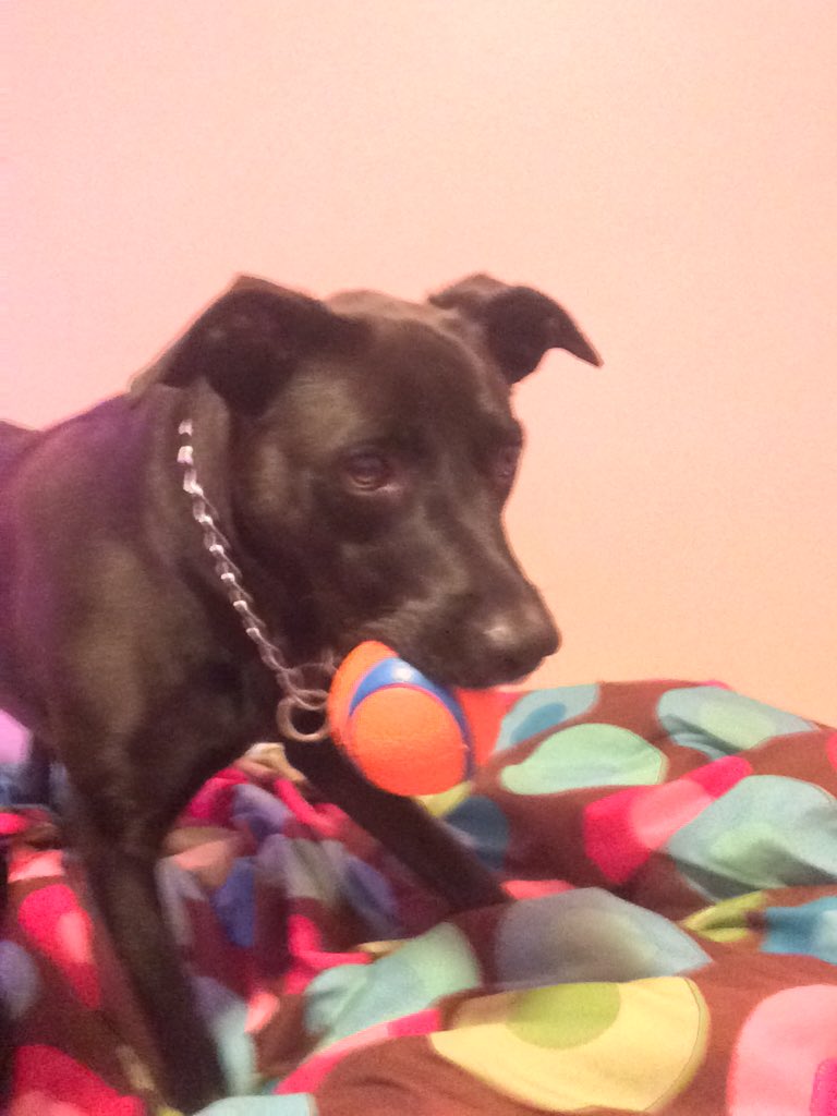 JackieMantell's tweet photo. I love this dog with all my heart. She is my best friend. I don't know what I would do without her. π #MyCubby https://t.co/Q1ULp7u56g