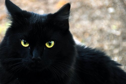 UnderMyMadness's tweet photo. Mom finally broke and got me the pet of my dreams. Say hello to Mara. My little nightmare bringer. https://t.co/4FSwSI194q