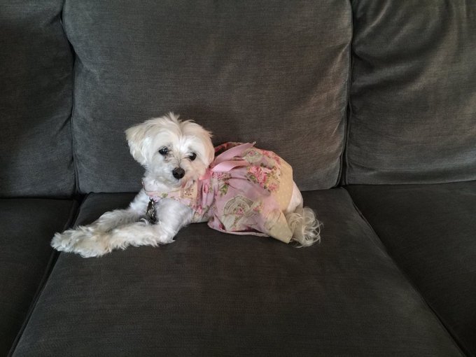 My wonderful little angel pixie RIP miss her so much 😓😢😥 https://t.co/Q66kkBcS1M<a href="/tag/leelahalcorn"class="tags"><span>#leelahalcorn</span></a>