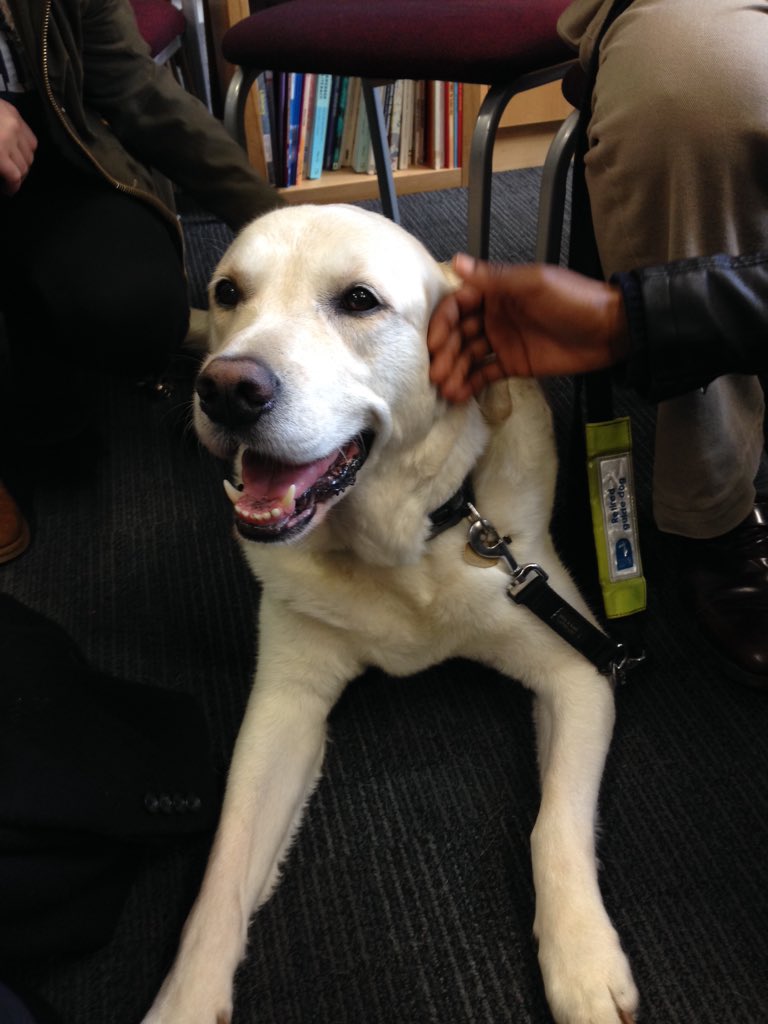 UniofReading's tweet photo. Come see the @guide dogs @UniRdg_Hub on London Road! They are super cute! Here till 12pm https://t.co/tqekOncYjD