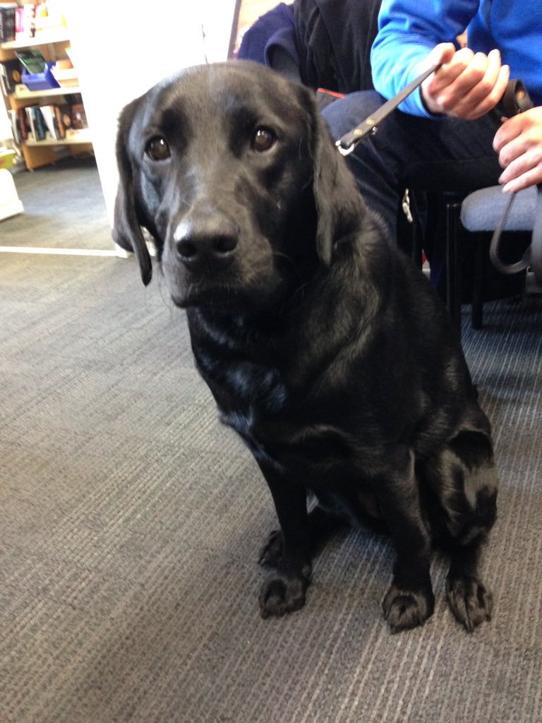 UniofReading's tweet photo. Come see the @guide dogs @UniRdg_Hub on London Road! They are super cute! Here till 12pm https://t.co/tqekOncYjD