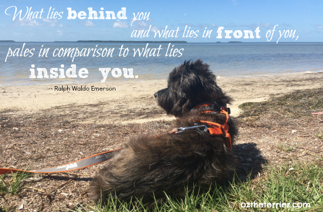 Just All Things Dog tweet media