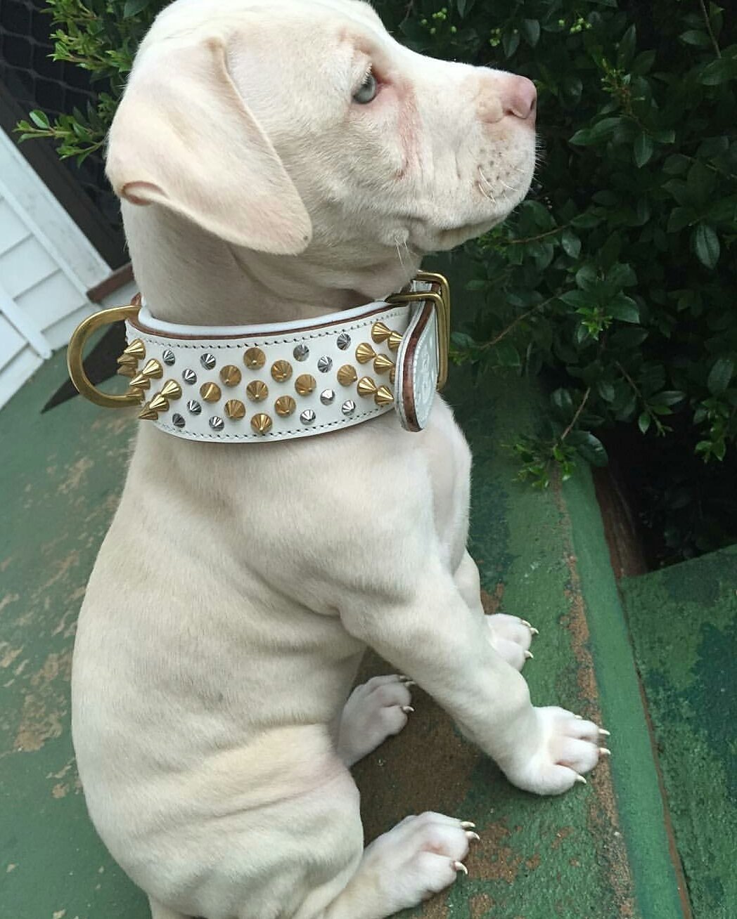 Rogue royalty dog clearance harness