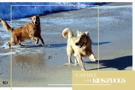 Tina_Travels's tweet photo. Kid-Friendly #Carmel (and Dog-Friendly Too) https://t.co/ZaPX97wn0W via @trekaroo @MontereyBayCALI https://t.co/1Ji5NRn7Zm