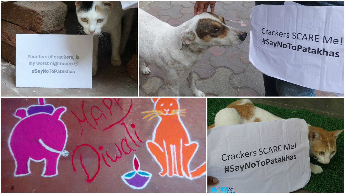 PETA India on Twitter: PETA India on Twitter: