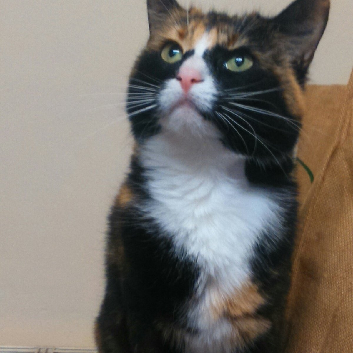 Boo #cat #fostering #dogs