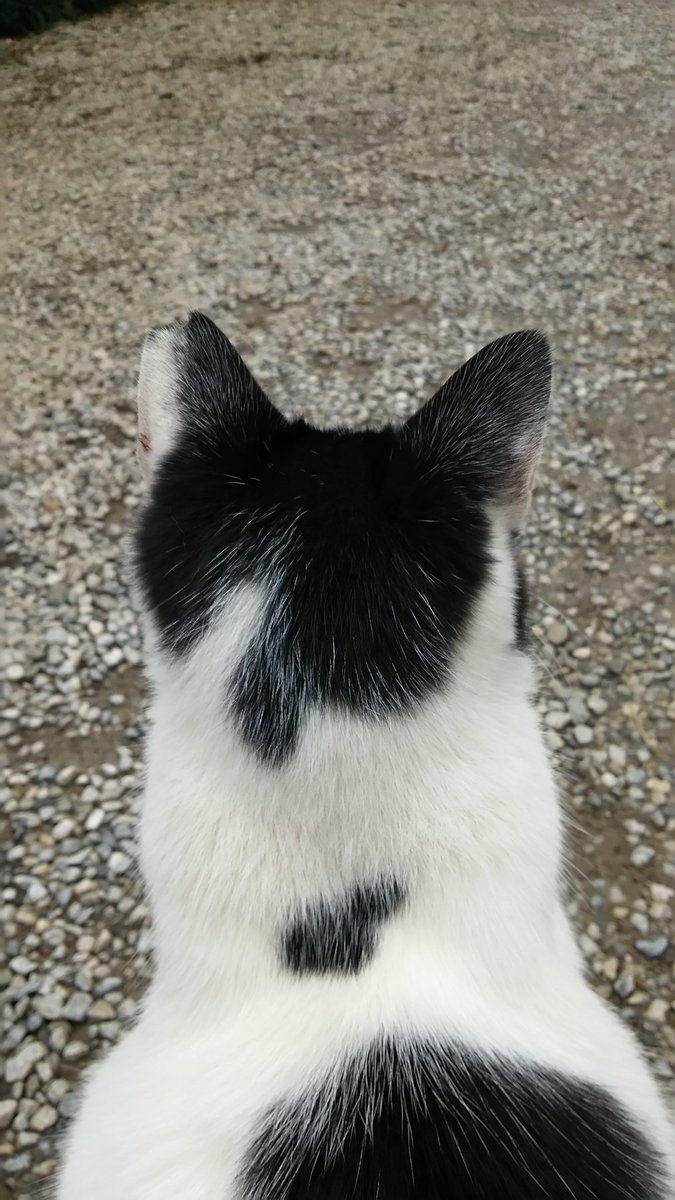 猫後ろ姿