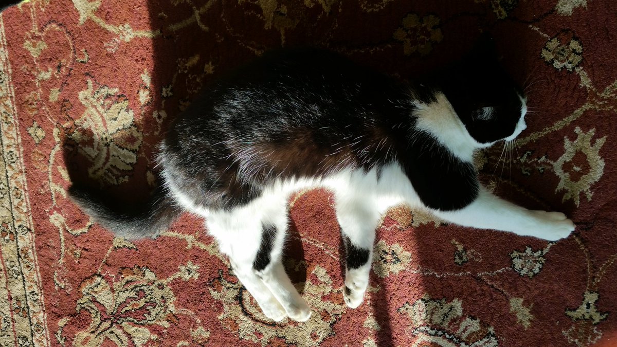 FobTurnip's tweet photo. The #catometer says it's chilly out so I'm going to lie in the sun indoors #CatsOfTwitter https://t.co/DyE2Z74Xns
