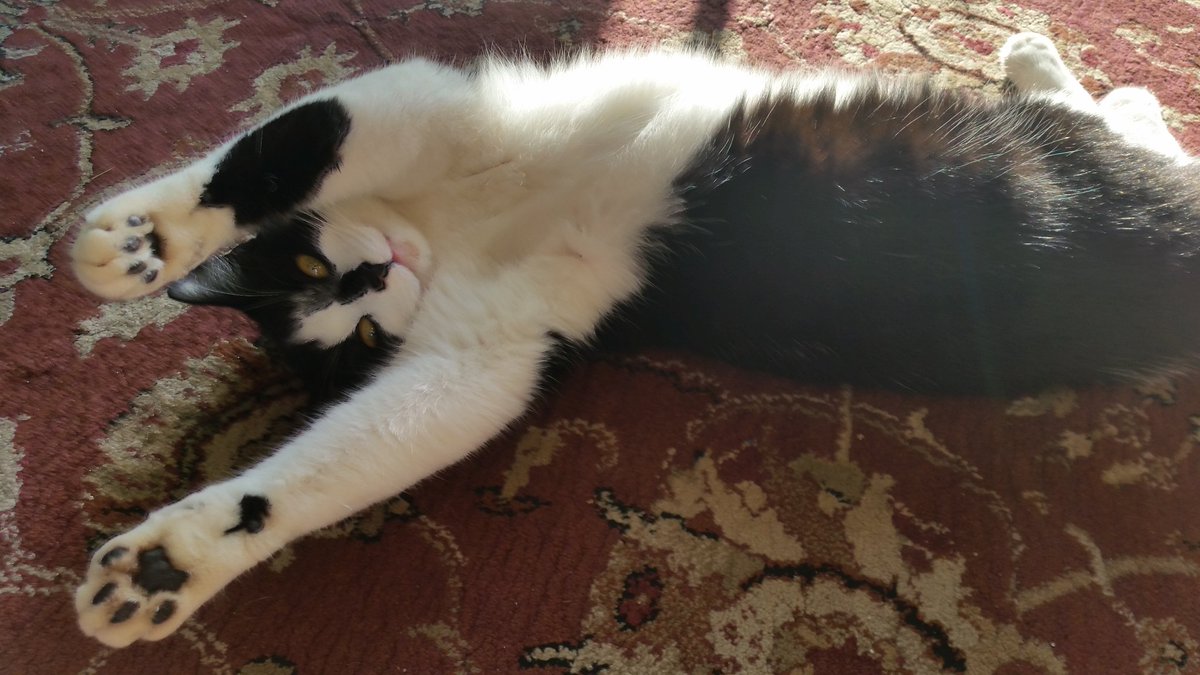 FobTurnip's tweet photo. It's v tiring sun bathing #catometer #CatsOfTwitter #cats https://t.co/lhzTEMqwqW