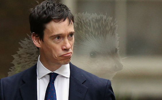 indy100's tweet photo. Tory MP's anti-hedgehog speech hailed as 'one of the best ever' https://t.co/1EY1fIhakU https://t.co/1JISS2gdkT
